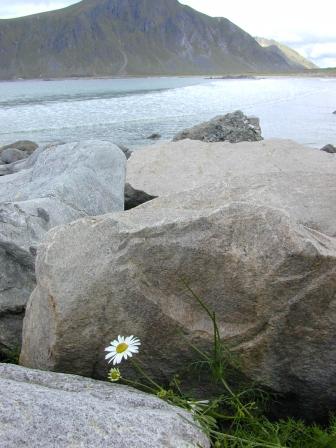 flakstadblomsten.jpg